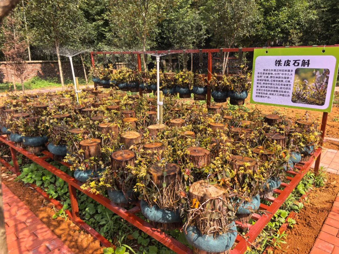 下沙镇：“庭院+石斛”种下致富“好前景”