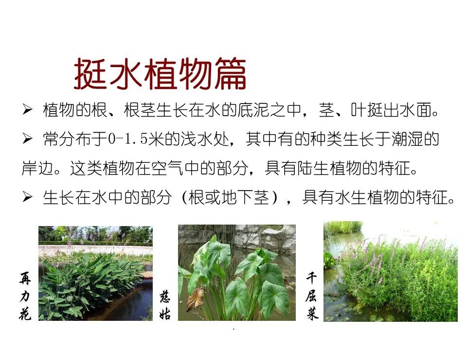 水生态修复 80种常见水生植物识别合集 武汉春晖园林股份有限公司