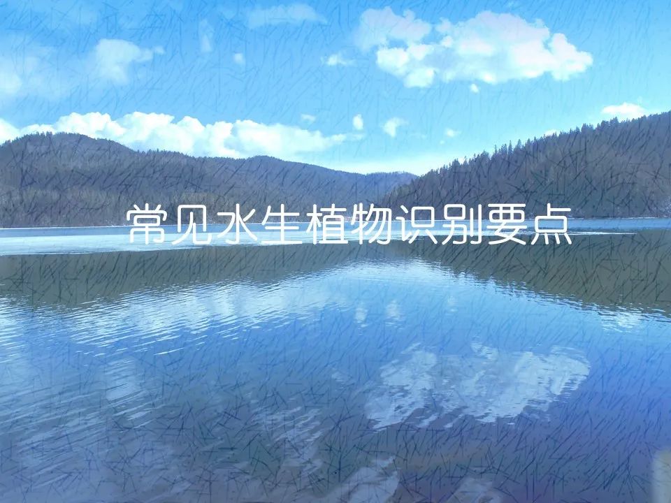 水生态修复 80种常见水生植物识别合集 武汉春晖园林股份有限公司