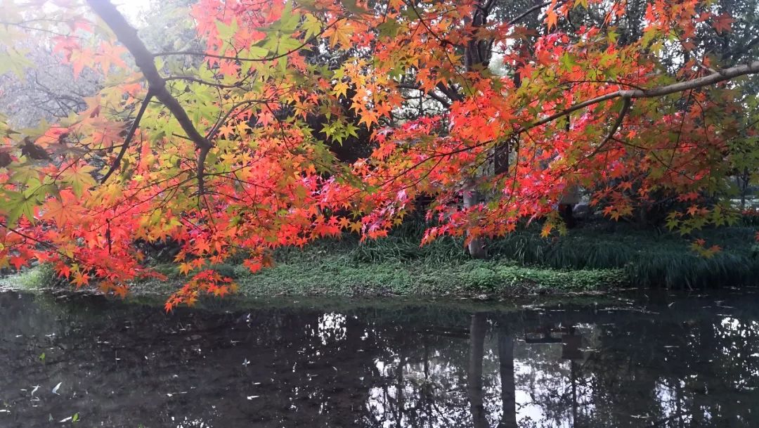 西湖近照美翻啦！打卡3條經典騎行拍照路線，絕對驚艷朋友圈 旅遊 第19張