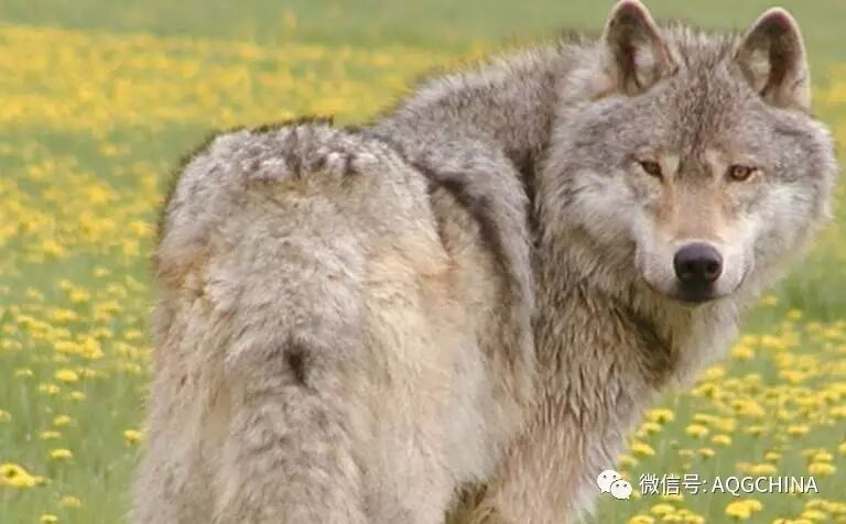 BC省戈尔登庆祝历史和传统，在加拿大150周年迎来越秀体验生