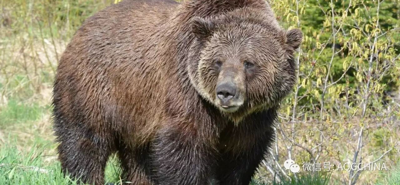 BC省戈尔登庆祝历史和传统，在加拿大150周年迎来越秀体验生