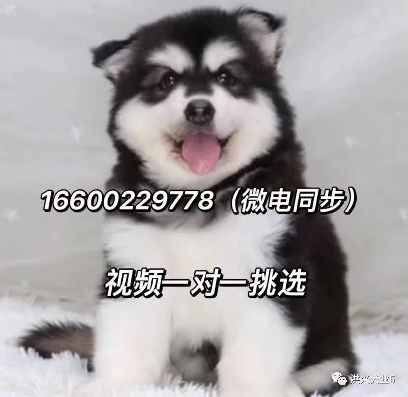 柯基犬图片价格纯种柯基幼犬多少钱一只