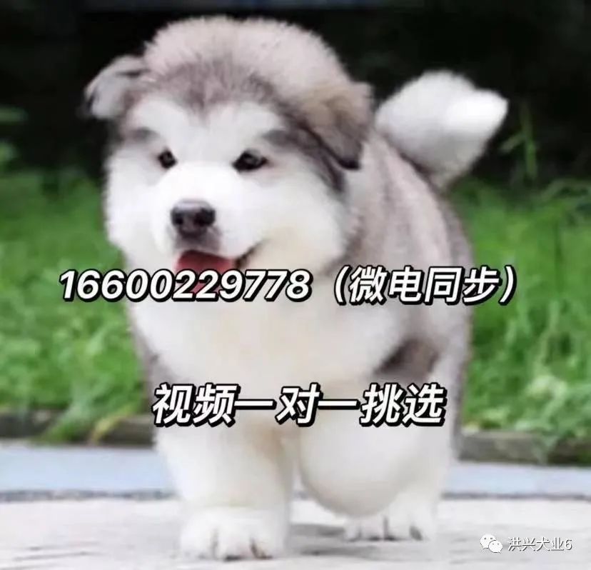 博美犬图片价格纯种博美幼犬多少钱一只