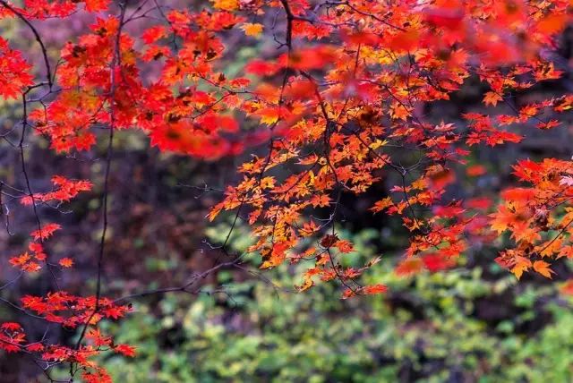 四川最美的15個紅葉區，一到秋天就燃成一片片紅海！ 旅行 第7張