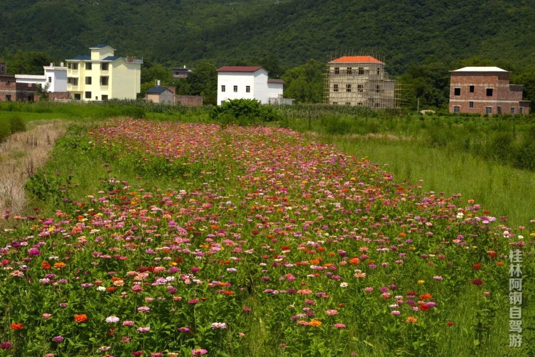 桂林全州伍家月亮湾玩水玩沙、采摘烧烤，带你回到童年的外婆家！