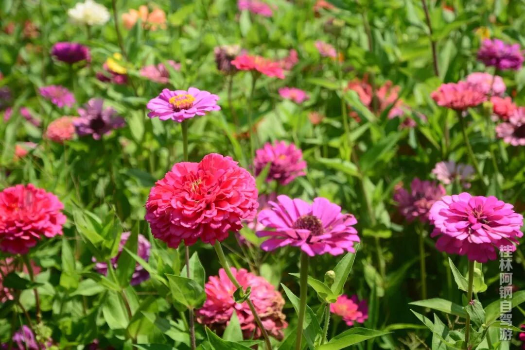 桂林全州伍家月亮湾玩水玩沙、采摘烧烤，带你回到童年的外婆家！