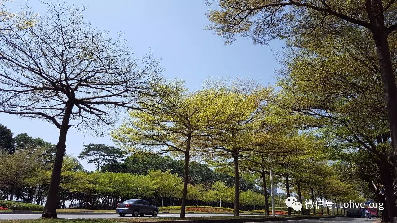 深圳春至它先知:可爱的雨伞树