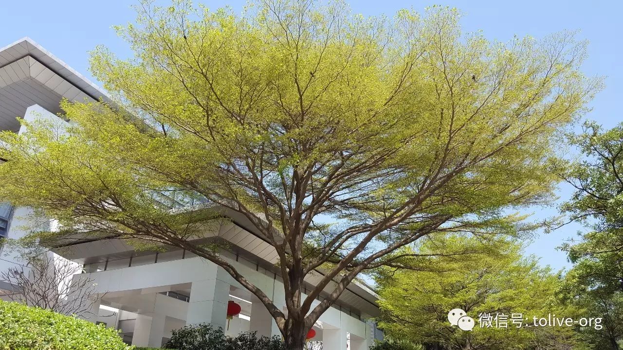 深圳春至它先知:可爱的雨伞树