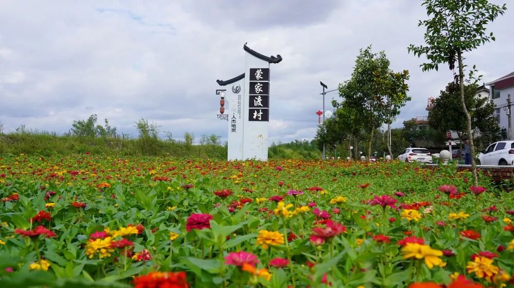 黄安镇一路鲜花一路景