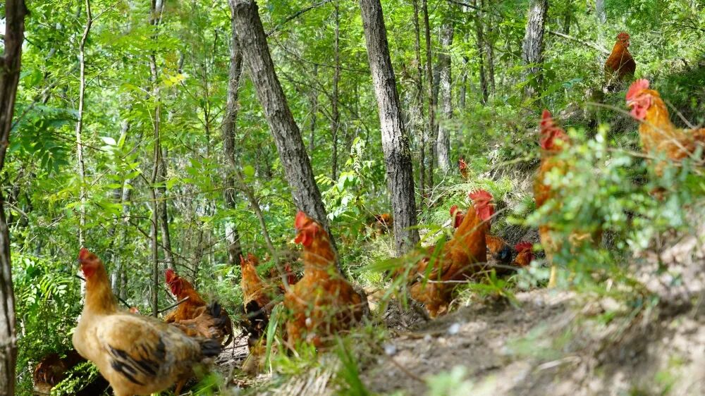槐树关镇马沟村发展林下养鸡壮大集体经济