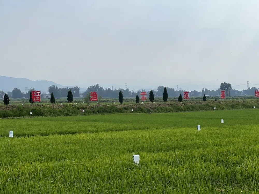 马畅镇稻渔种养迎来双丰收