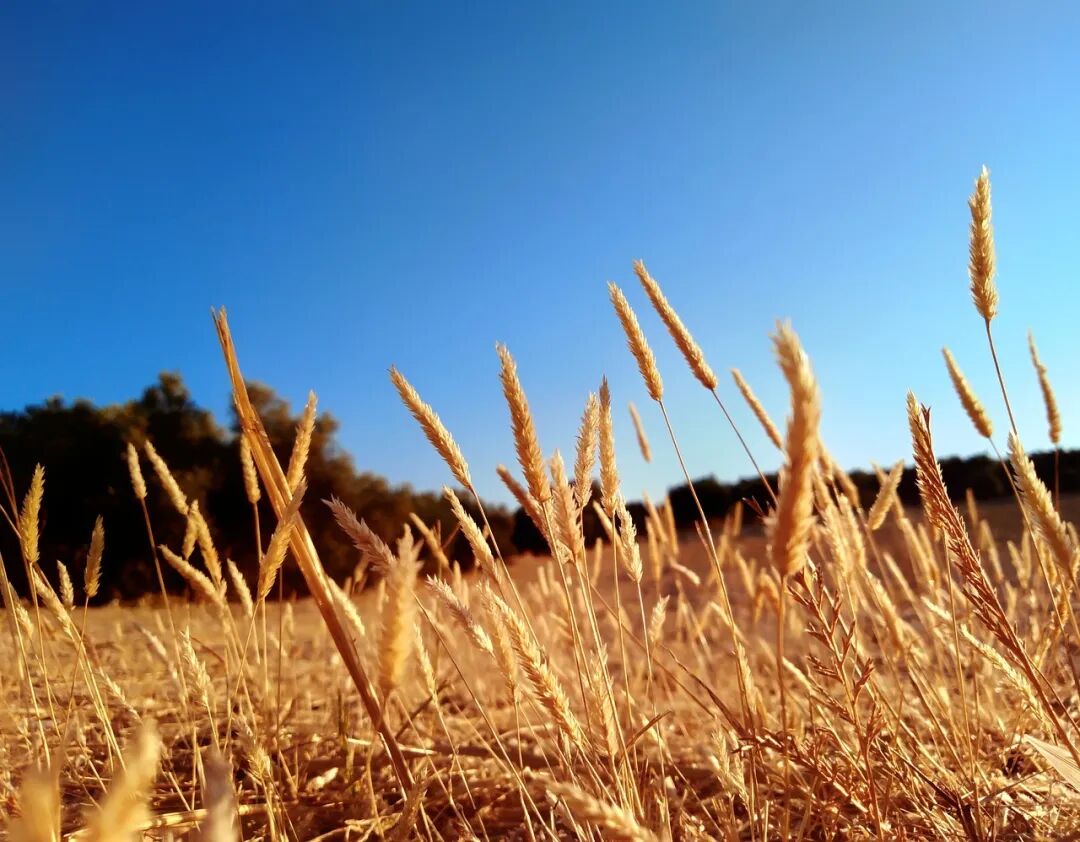 640?wx_fmt=jpeg&tp=webp&wxfrom=5&wx_lazy=1&wx_co=1