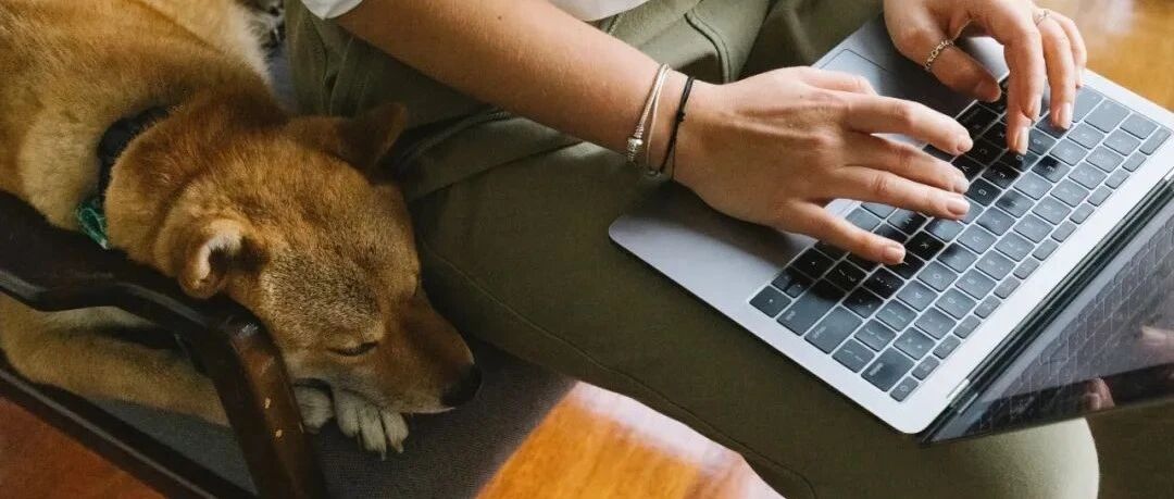 大厂员工带宠物上班之后