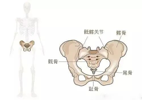 骨盆修复和盆底肌修复是一回事吗？深度解析两者的区别，别再搞混