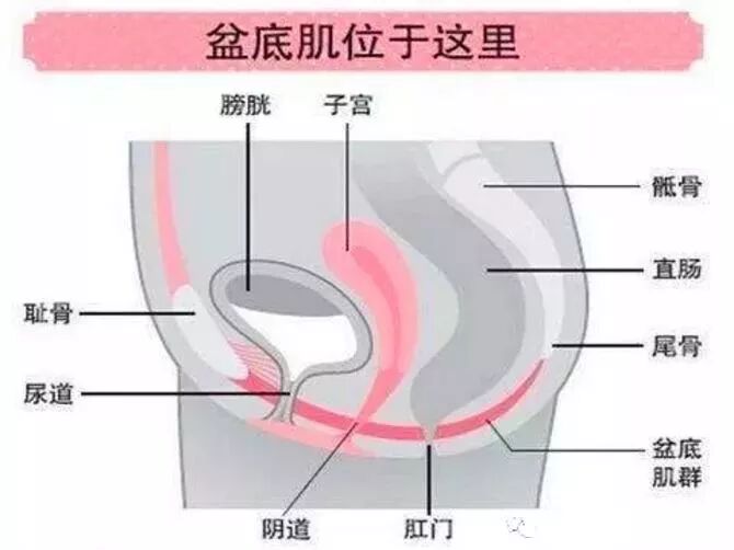 【盆底肌修复】“盆底肌”是你的“幸福肌”，一定要重视起来！