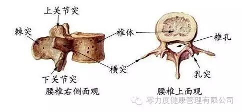 干货 躯干骨的连结结构解剖 图文详解 零力度健康管理有限公司 微信公众号文章阅读 Wemp