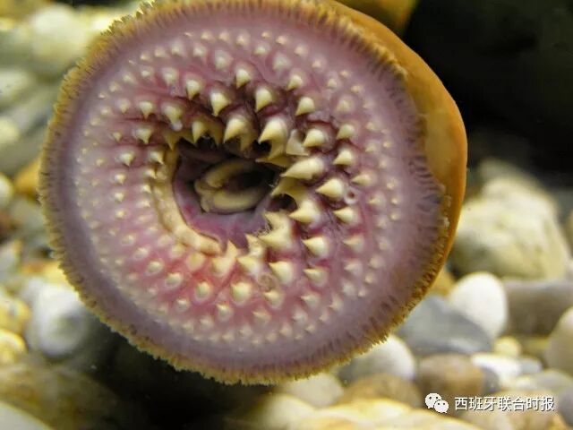 慎入 长得这么 无拘无束 的鱼 你敢吃吗 西班牙联合时报 微信公众号文章阅读 Wemp