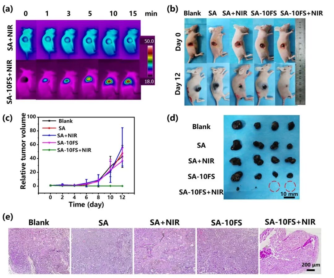 中科院上海硅酸鹽所吳成鐵研究員團(tuán)隊(duì)Biomaterials：噴霧式β-FeSi2 復(fù)合水凝膠用于便攜式皮膚腫瘤治療和創(chuàng)面愈合的圖2