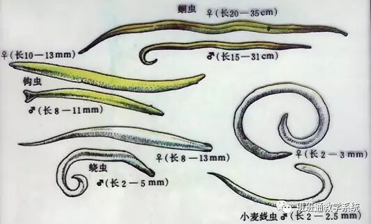 体表有角质层,有口有肛门3,线形动物主要包括秀丽隐杆线虫(自由生活的