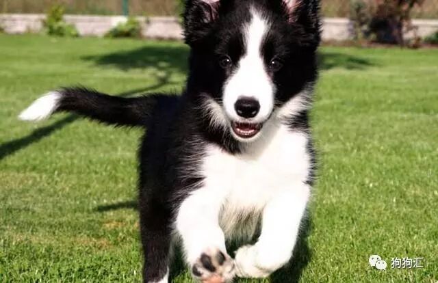 种类齐全 十五种世界最常见牧羊犬 前六种热门 一种濒危灭绝 狗狗汇 微信公众号文章阅读 Wemp
