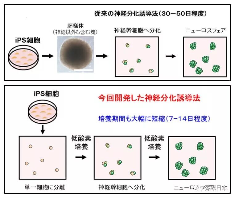 日本ips细胞研究报告 十三 顺天堂大学篇 成功制备感觉神经元 客觀日本 微信公众号文章阅读 Wemp