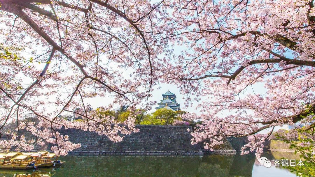 大阪城公园 关西著名赏樱胜地 3000株樱花齐放 四川新闻