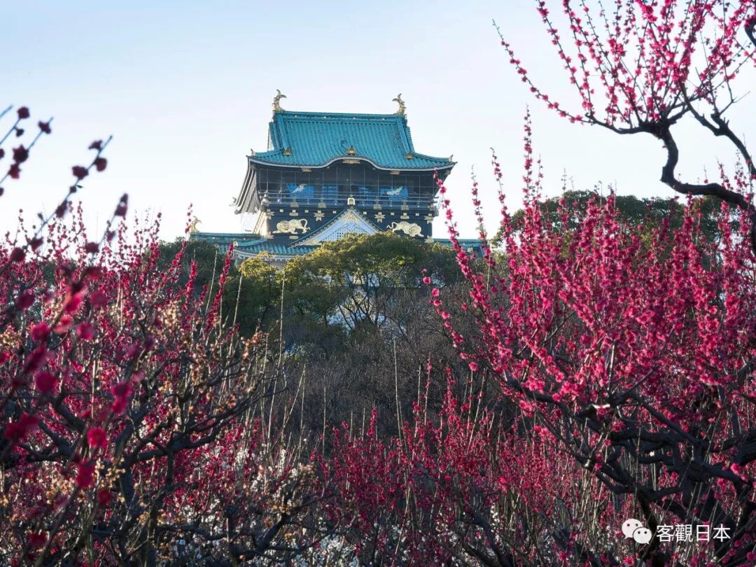 大阪城公园 关西著名赏樱胜地 3000株樱花齐放 四川新闻