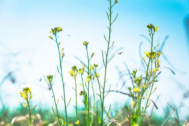 写在植树节来临之际 | 生态文明树长青，仪器仪表来助力