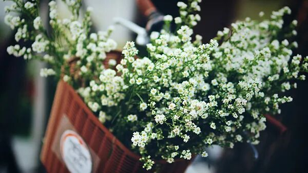 图像处理分类、一般流程与算法