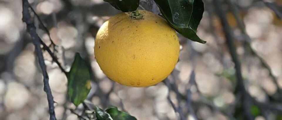 入冬第一果必须是它！全身都是宝，你却不知道？！