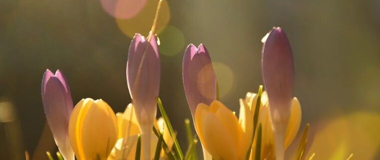 春季适合养脾胃，雨水过后，就该这么吃！