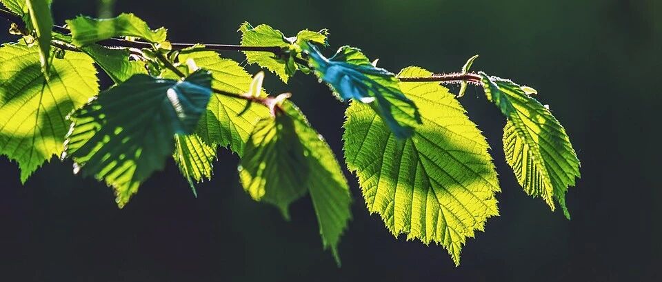 节气 | 立春已至，正是养阳护肝好时机，吃出好气色！