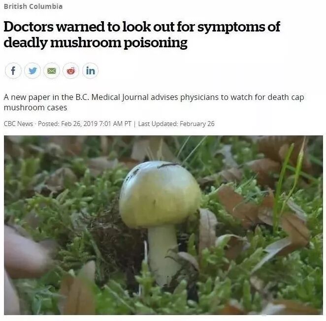 小心这种致命死亡蘑菇！长得很像华人爱吃的草菇...一旦食用会导致肝肾衰竭或死亡（视频/组图） - 4