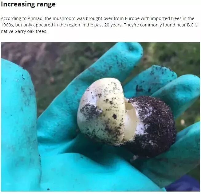 小心这种致命死亡蘑菇！长得很像华人爱吃的草菇...一旦食用会导致肝肾衰竭或死亡（视频/组图） - 6