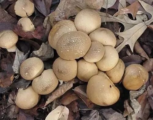 小心这种致命死亡蘑菇！长得很像华人爱吃的草菇...一旦食用会导致肝肾衰竭或死亡（视频/组图） - 3