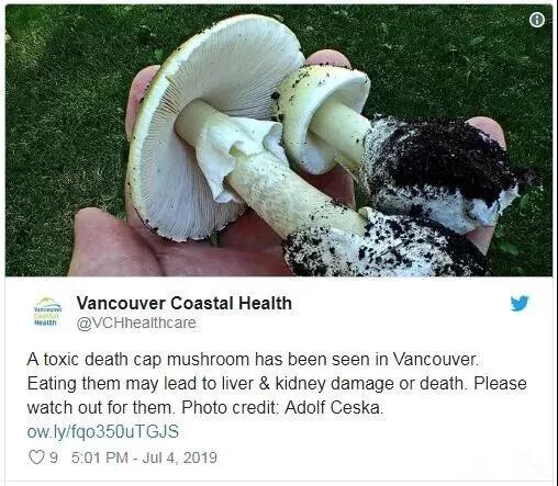小心这种致命死亡蘑菇！长得很像华人爱吃的草菇...一旦食用会导致肝肾衰竭或死亡（视频/组图） - 1