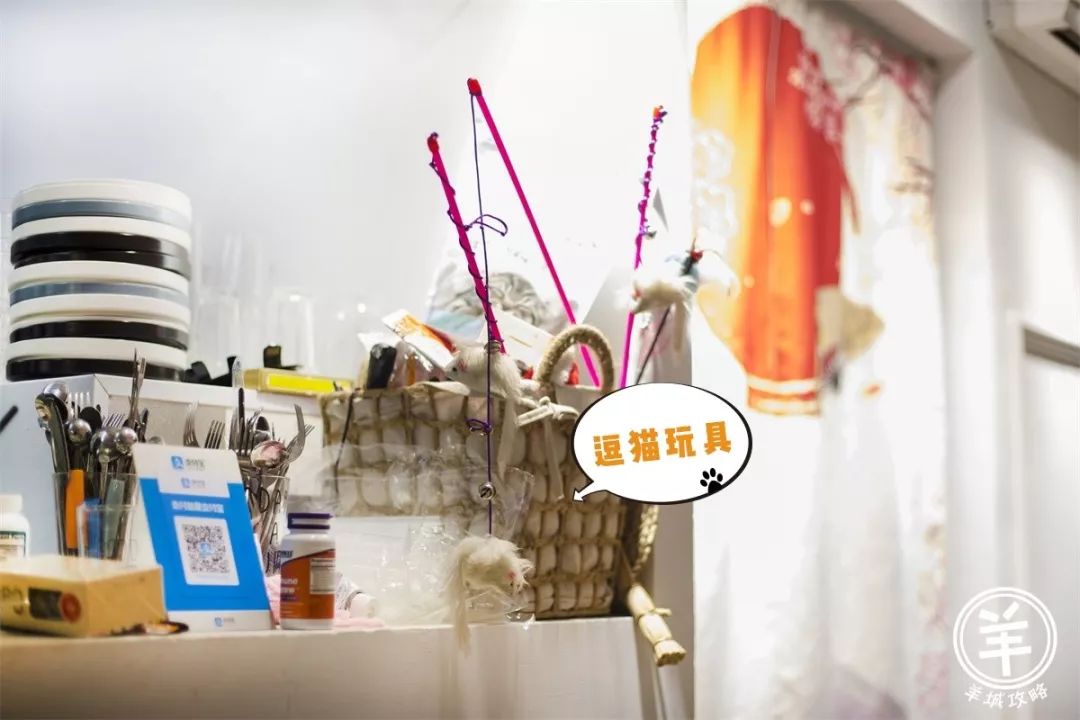 貓奴必入!下班就能去打卡的廣州高顏值貓咖吸貓攻略,超萌超治愈! 寵物 第52張-尋夢寵物 貓奴必入!下班就能去打卡的廣州高顏值貓咖吸貓攻略,超萌超治愈! 寵物 第52張