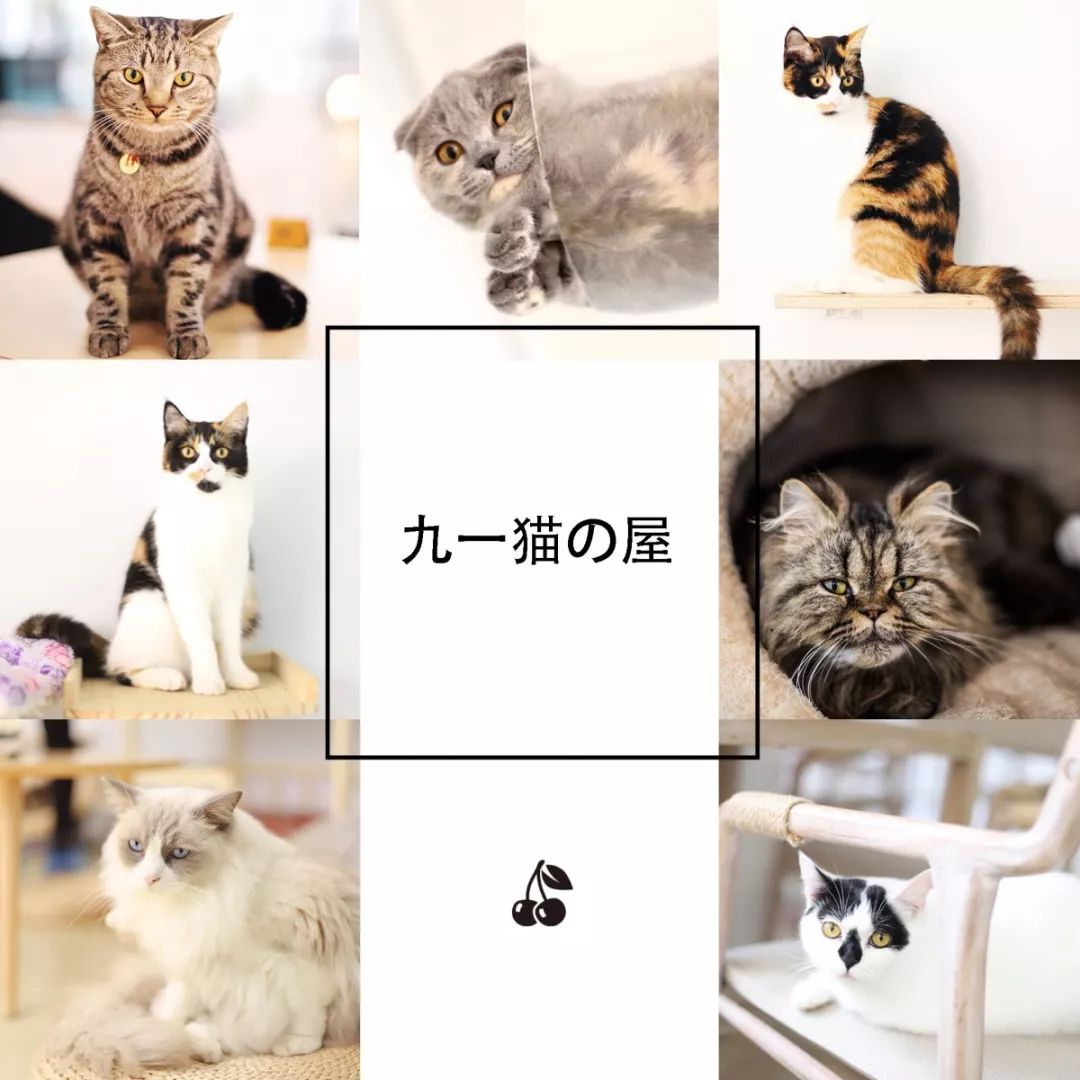 貓奴必入!下班就能去打卡的廣州高顏值貓咖吸貓攻略,超萌超治愈! 寵物 第20張-尋夢寵物 貓奴必入!下班就能去打卡的廣州高顏值貓咖吸貓攻略,超萌超治愈! 寵物 第20張
