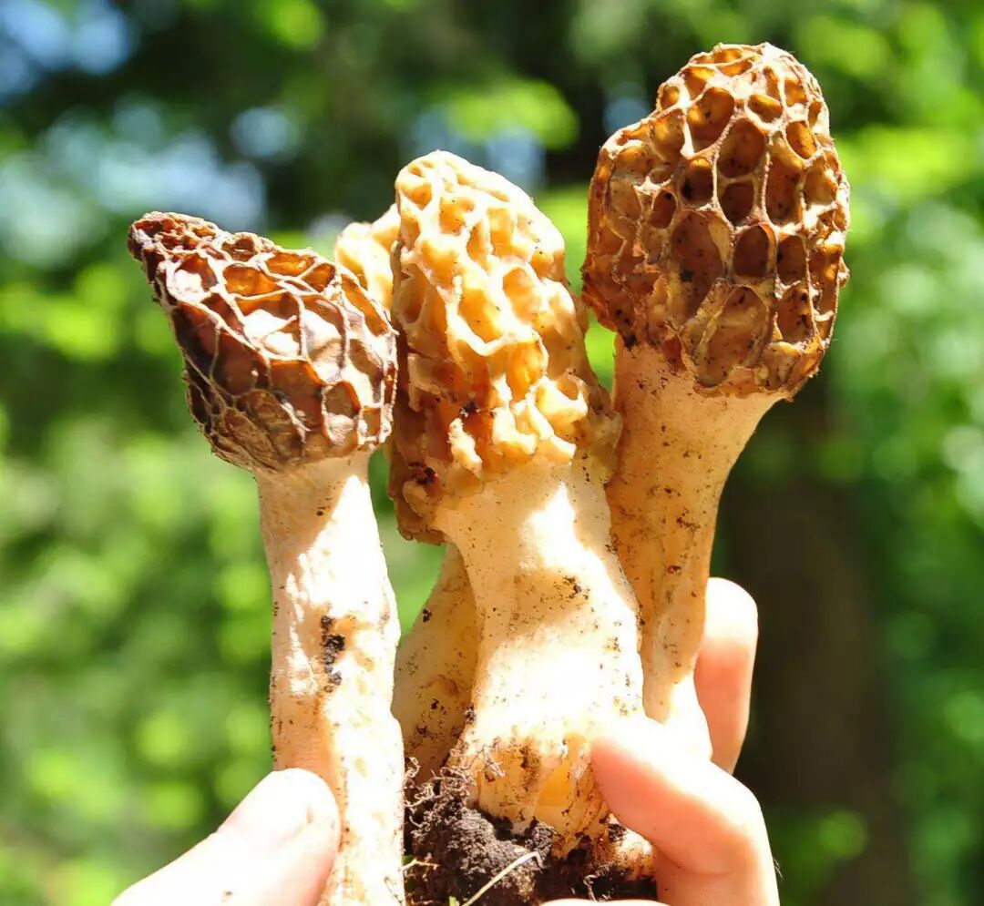 女性常吃此物 气血足了 睡眠好了 越来越年轻 减肥瘦身学堂 微信公众号文章阅读 Wemp