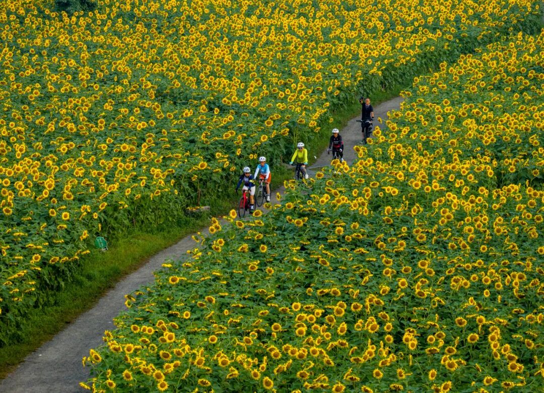 🤳原来夏天的成都，要这么追插图38