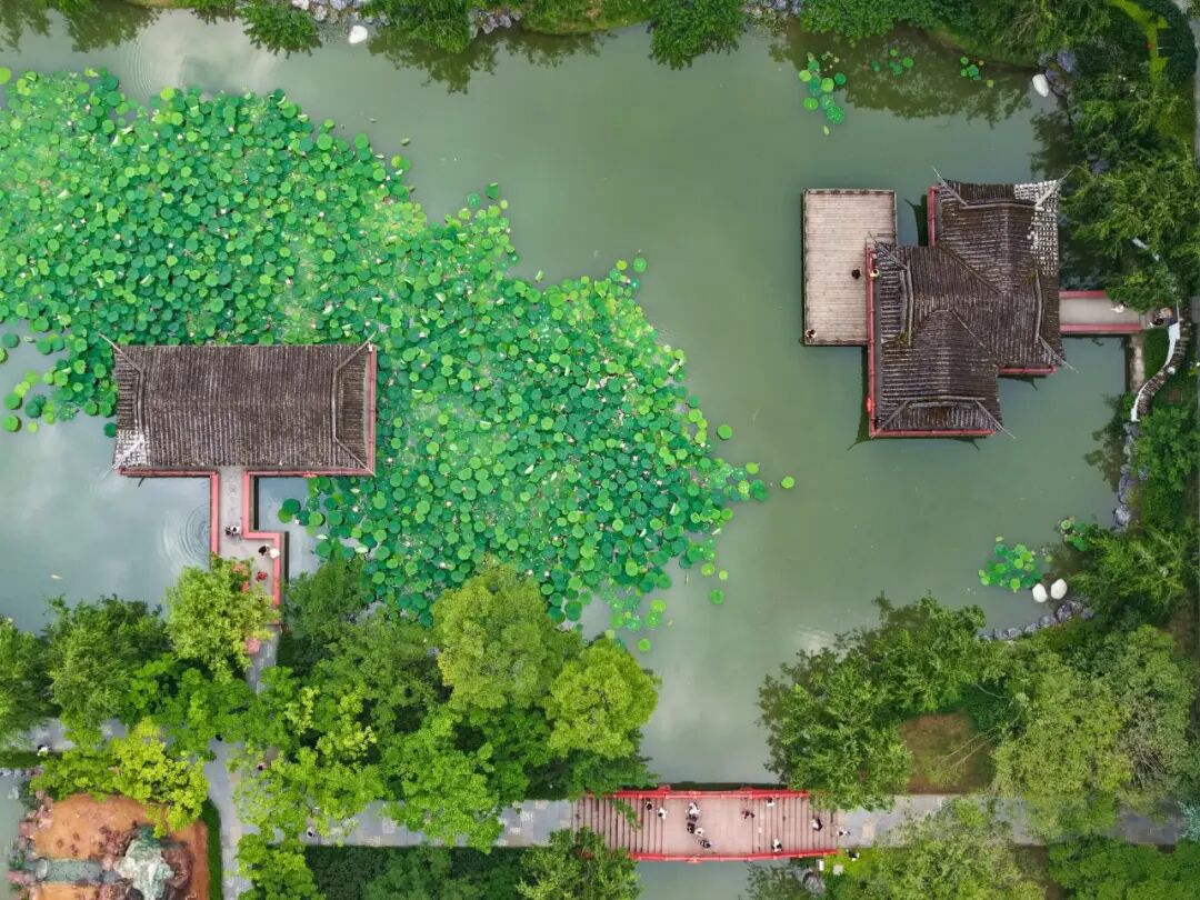 🤳原来夏天的成都，要这么追插图55