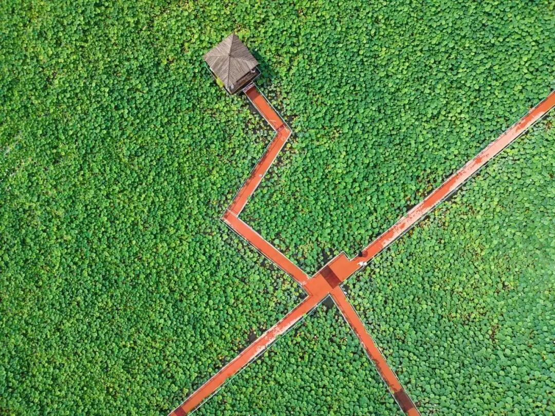 🤳原来夏天的成都，要这么追插图57