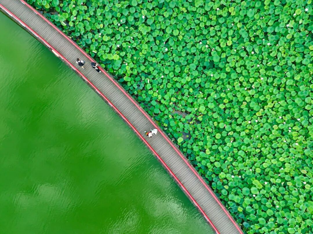 🤳原来夏天的成都，要这么追插图59