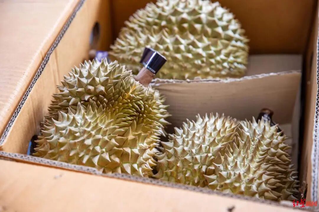 快冲！顶“榴”们坐冷气专列来了🤩插图4