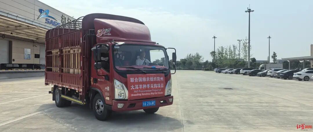 成都咩咩，“羊”帆出海插图1