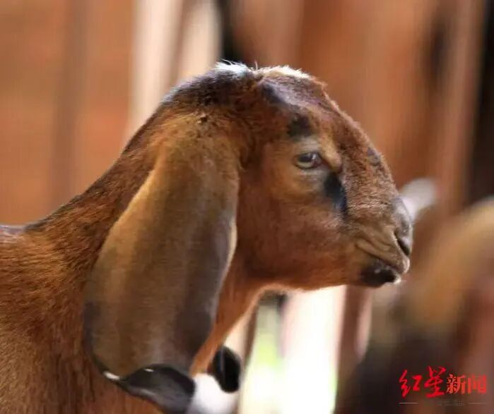 成都咩咩，“羊”帆出海插图2