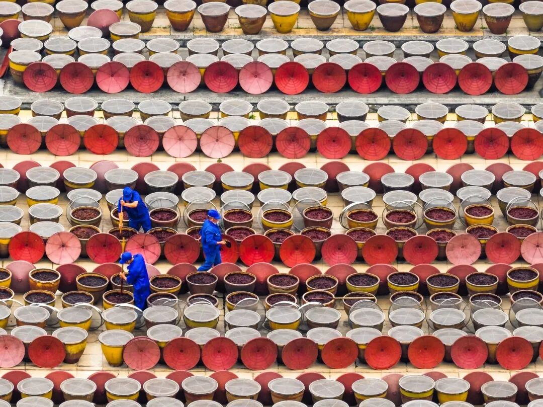 生命力爆棚！成都，出片率100%🥰插图61