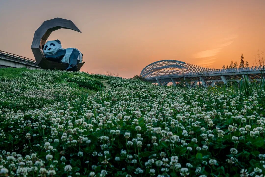 生命力爆棚！成都，出片率100%🥰插图43