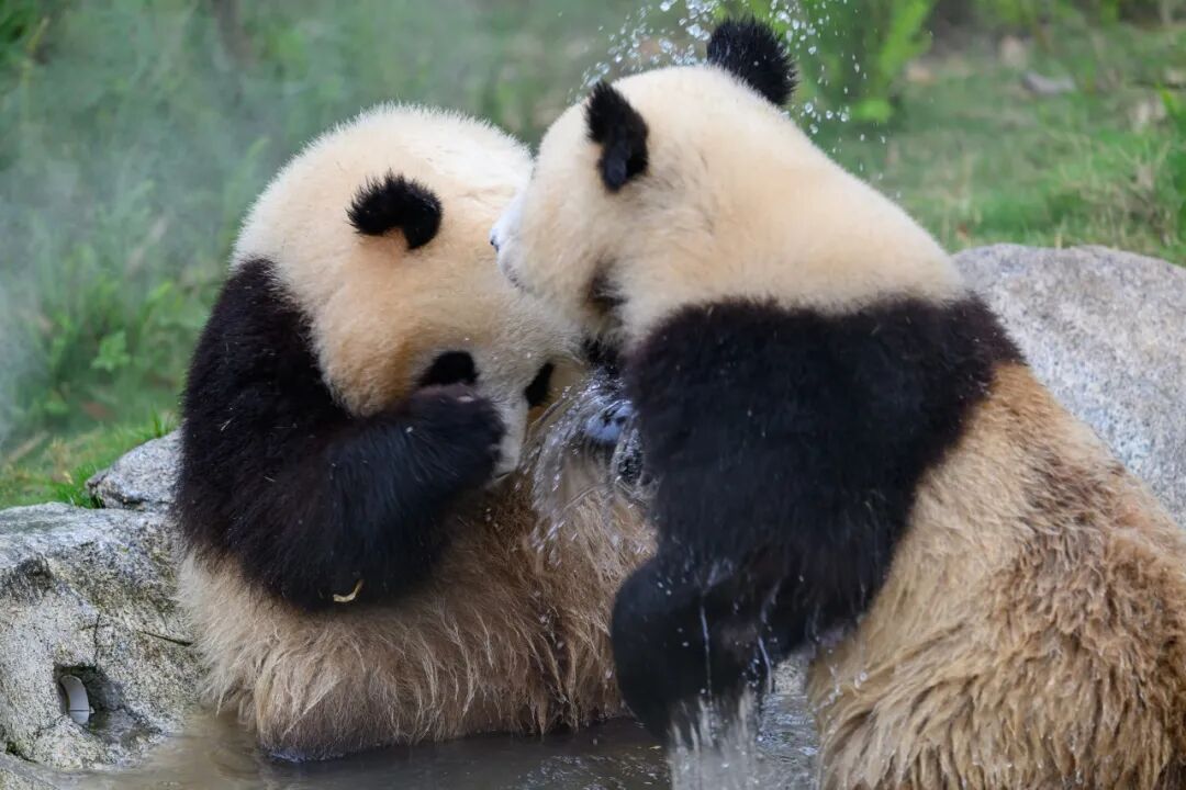 生命力爆棚！成都，出片率100%🥰插图28